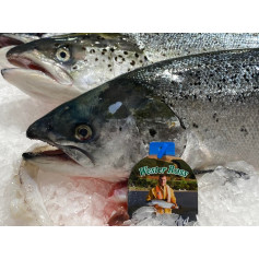 Saumon d'Écosse
