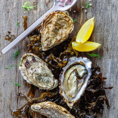 Huîtres creuses de Bretagne (50)