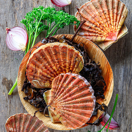 Coquilles Saint-Jacques