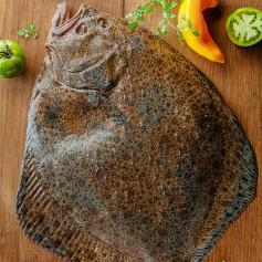 Turbot